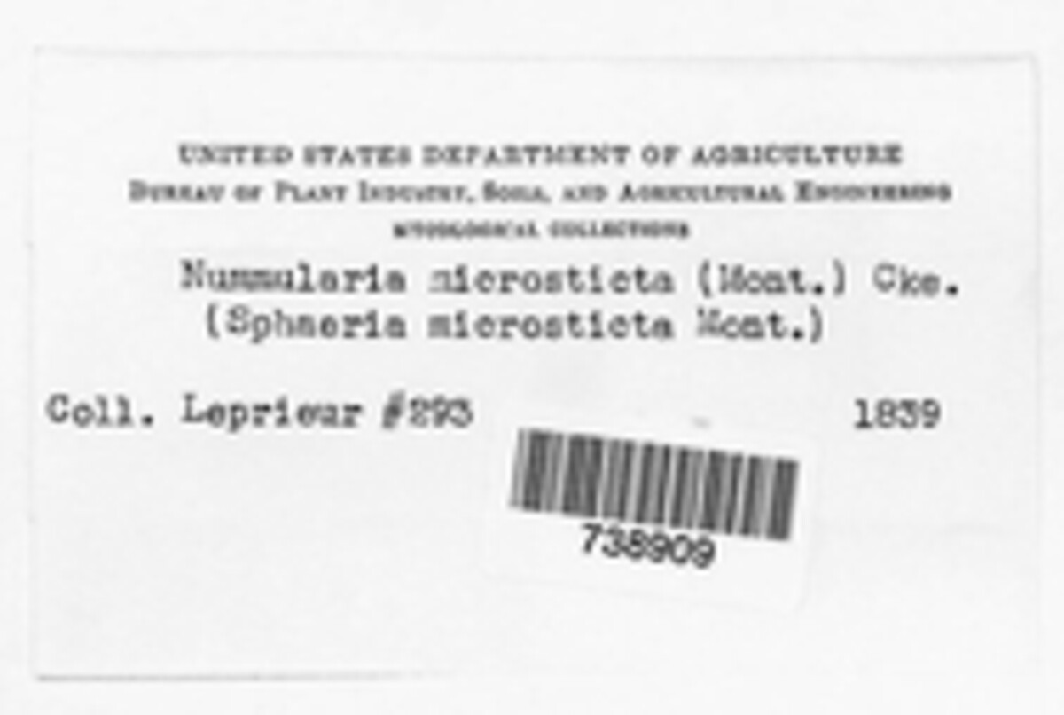 Nummularia microsticta image